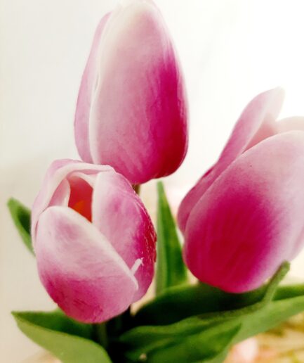 Barattolo in vetro con tulipani fucsia